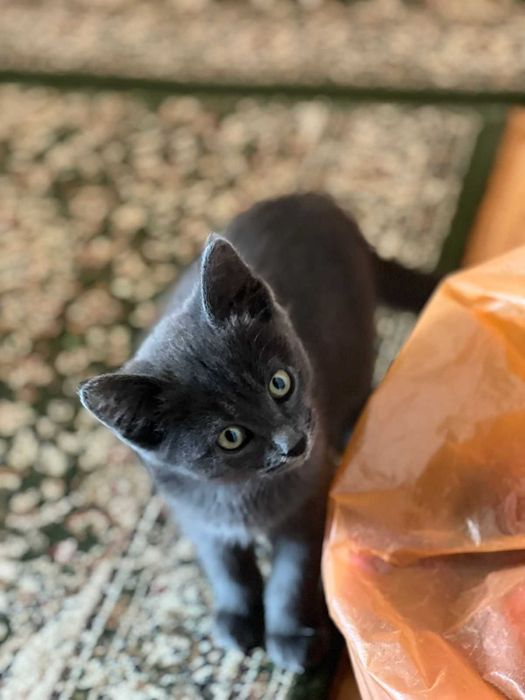 Продается котенок