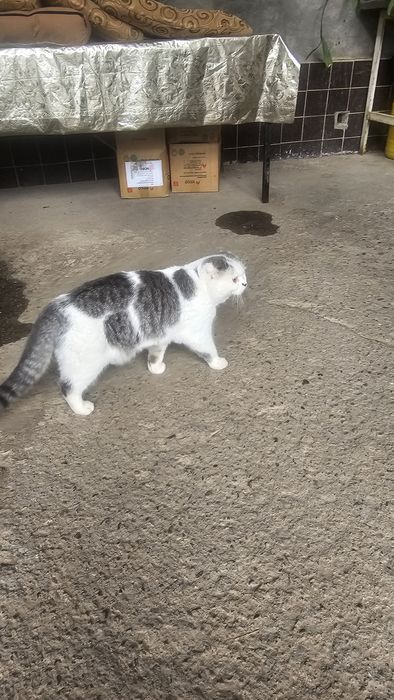 Скотиш фолд самец