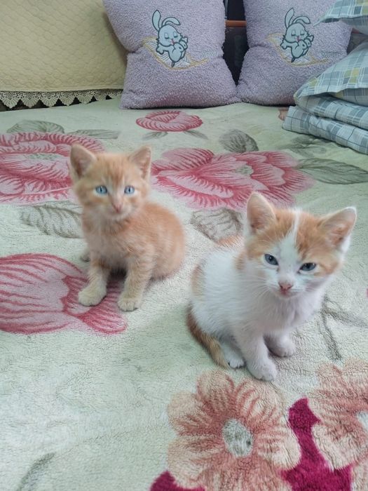 Отдам котят в добрые руки.