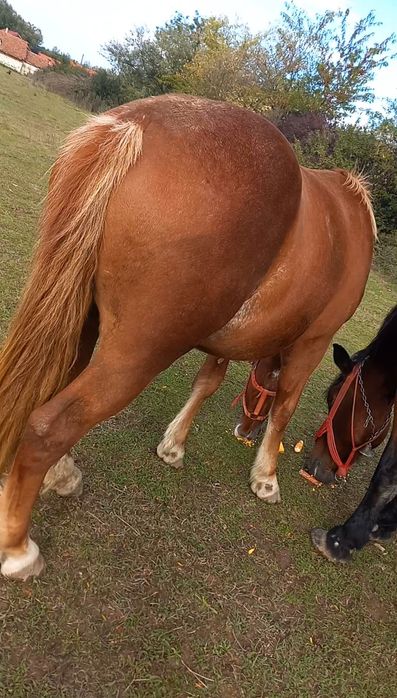 Manza de vânzare de un an și 7 luni