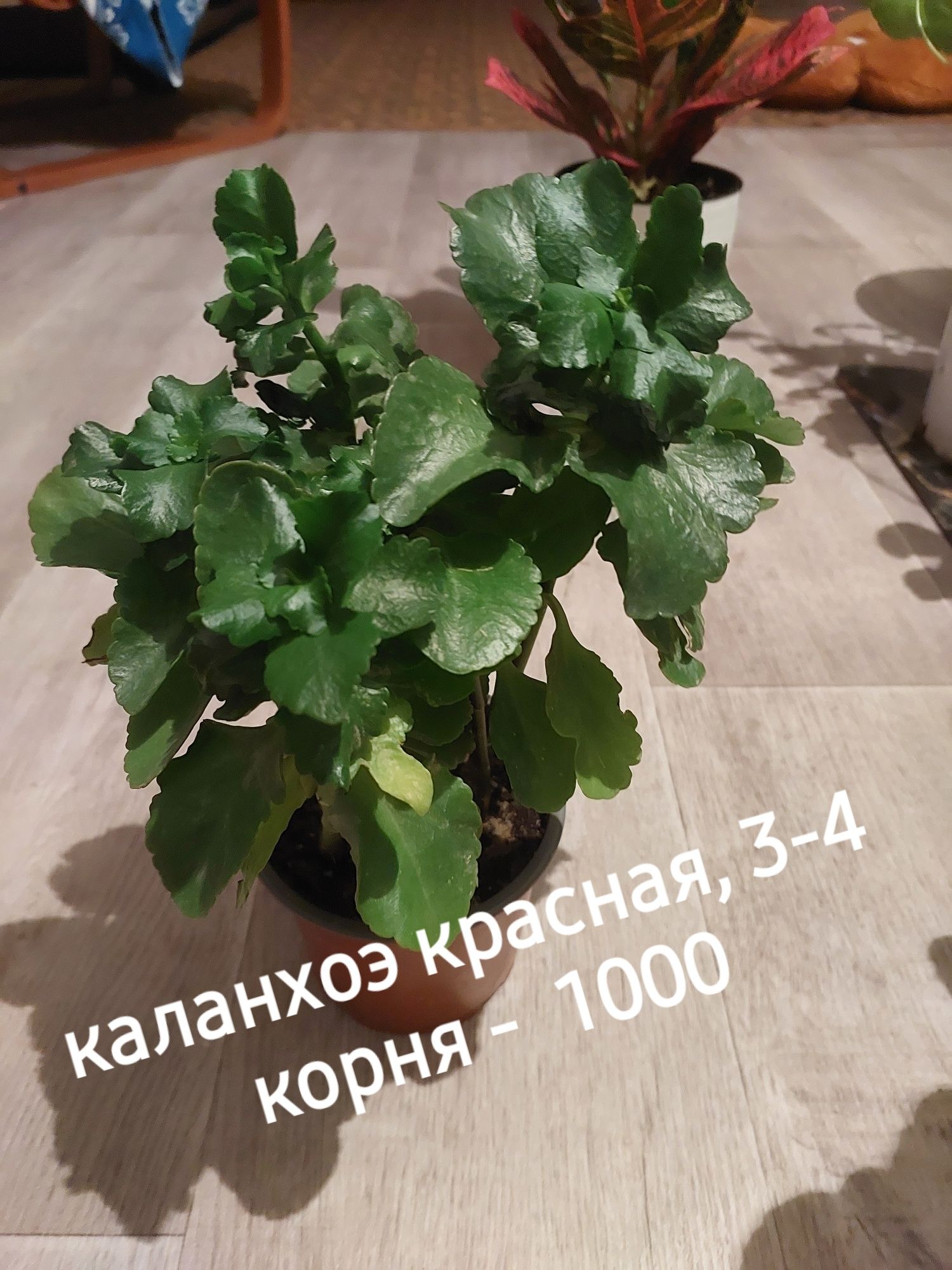 Комнатные цветы продам