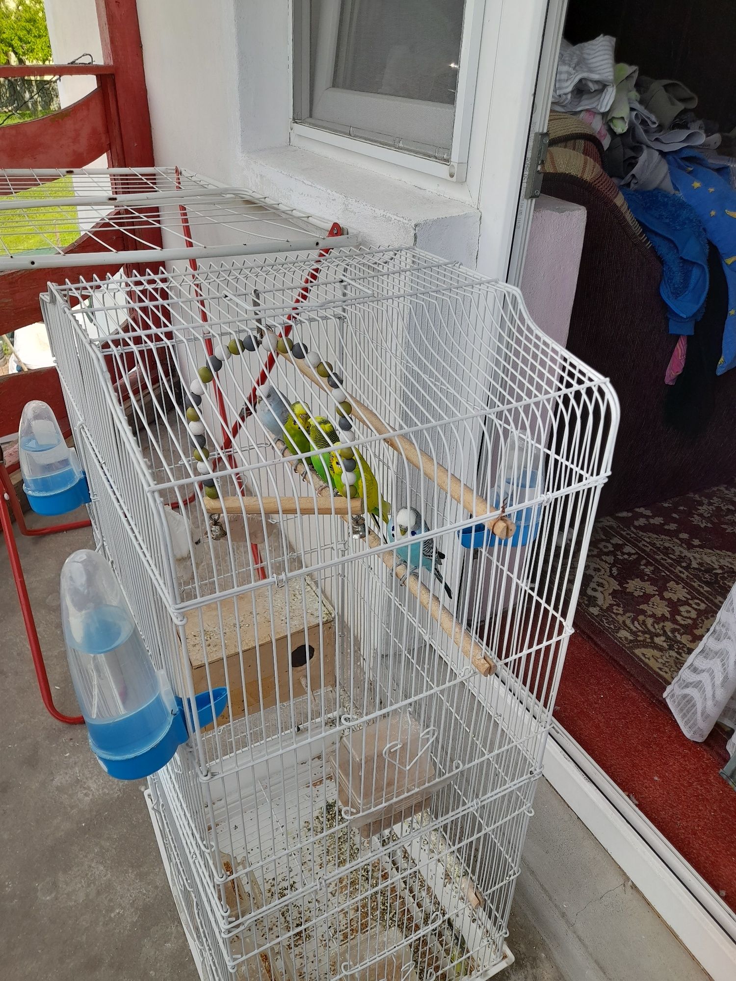 Vând 1 pereche de peruși am mai ramas cei verzi !