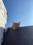 Отдам котенка срочно