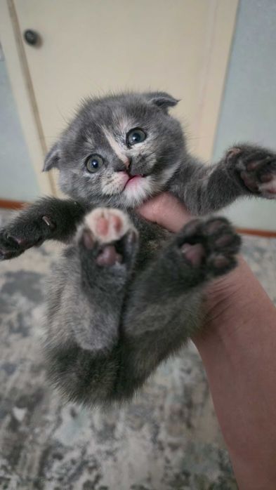 Продаются котята