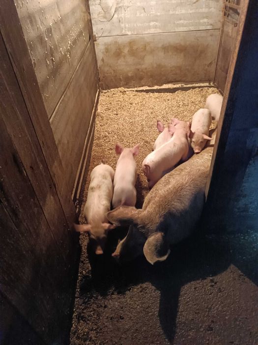 19-20 кг,Малки прасета,отбити,ваксина