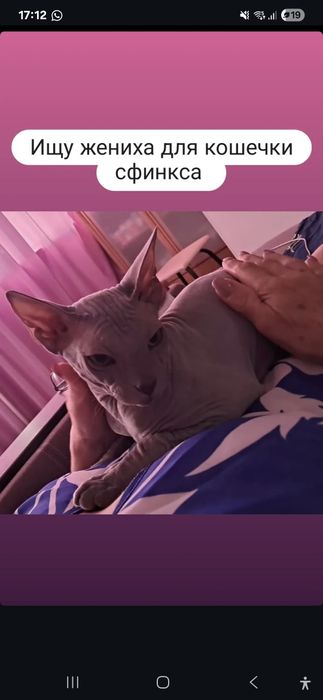 Ищу кота сфинкса для вязки