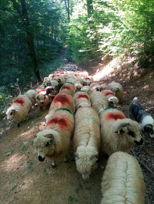 Oi de vânzare județul Hunedoara