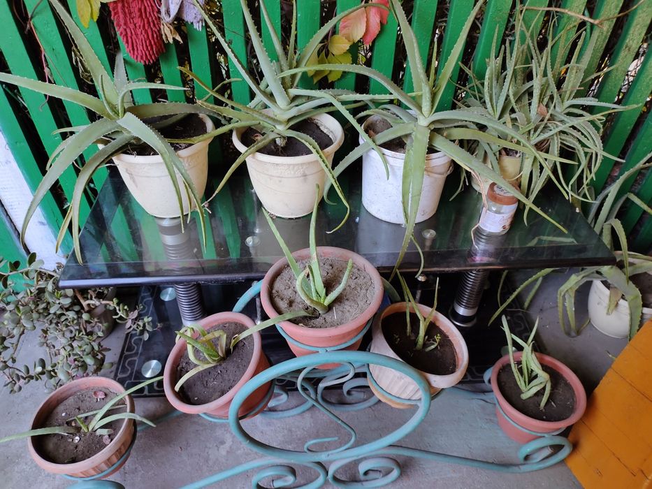 Продам алой домашний сочный лечбный