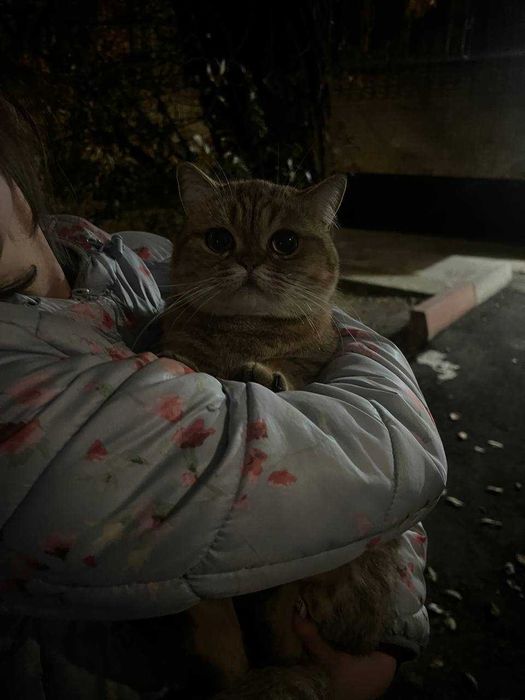 Кошечка породистая, ДОБРЫЕ РУКИ