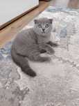 Pisicuțe British shorthair