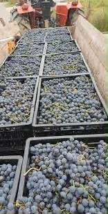 Vand struguri de vin