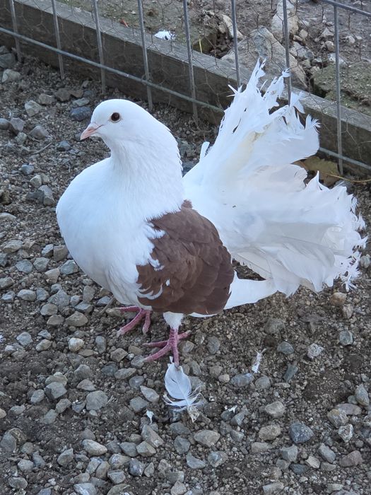 Vând porumbei voltați.