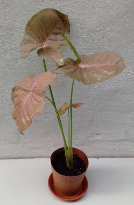 Сингониум Неон Пинк. Цветы для дома.