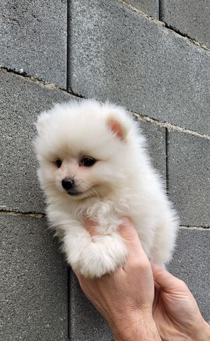 Померан-мини шпиц !!!