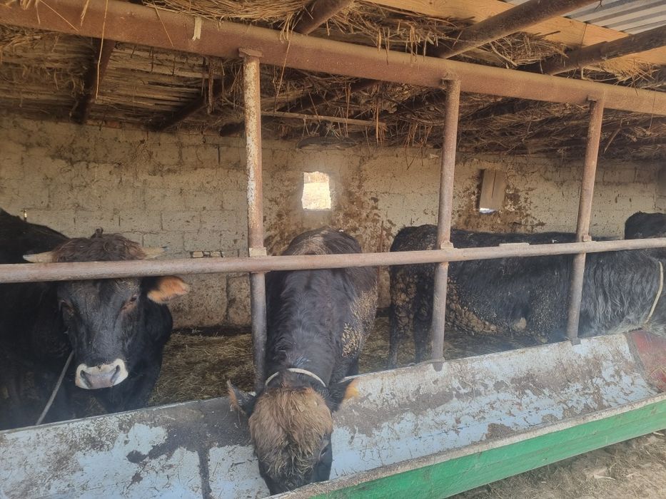 Киргиз швед букка сотилади бокишгаям суйишгаям булади 7 та сони соглом