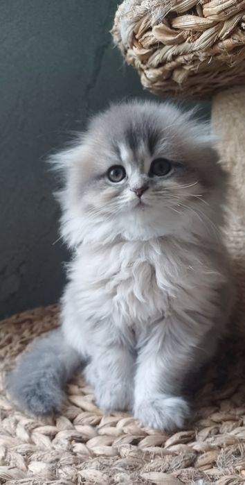 Schottish fold longhair