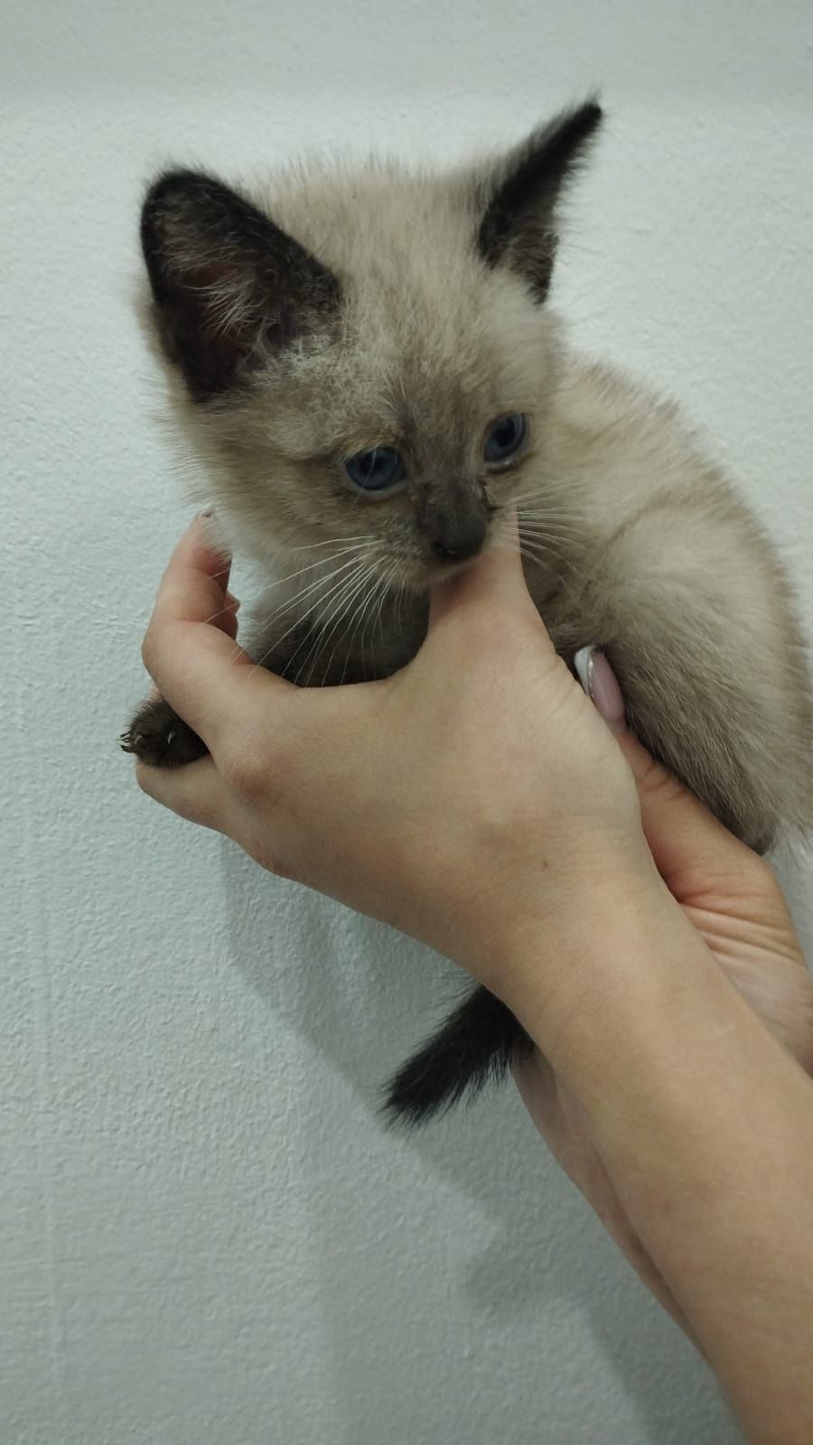Котёнок примерно 2 месяца