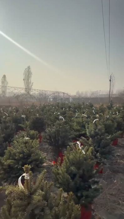 Голубая ель Арчалари