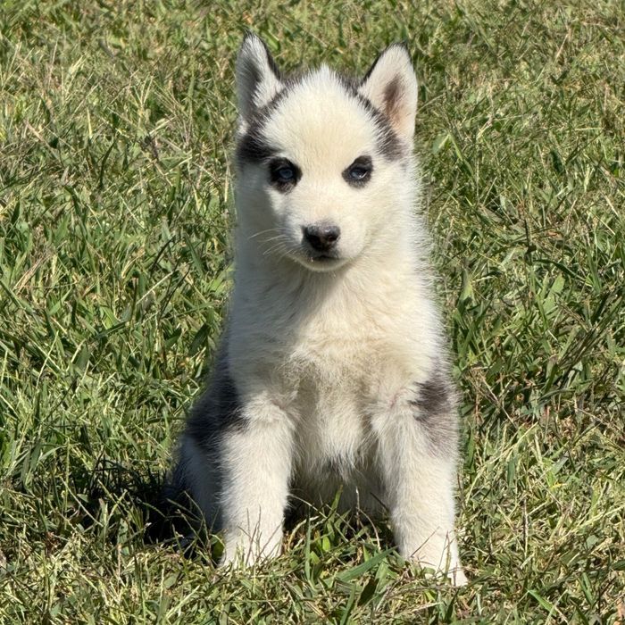 Husky siberian superb