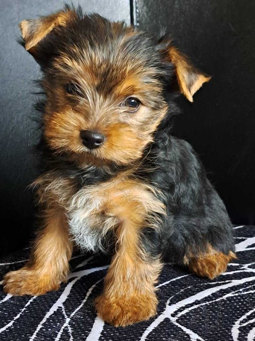 Продавам йоркита