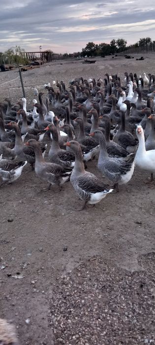 Vând gâște tinere