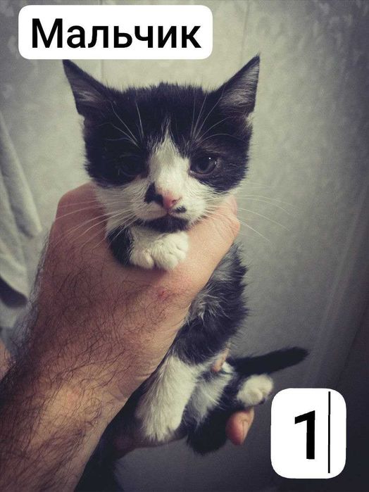 Продаются  4 котенка