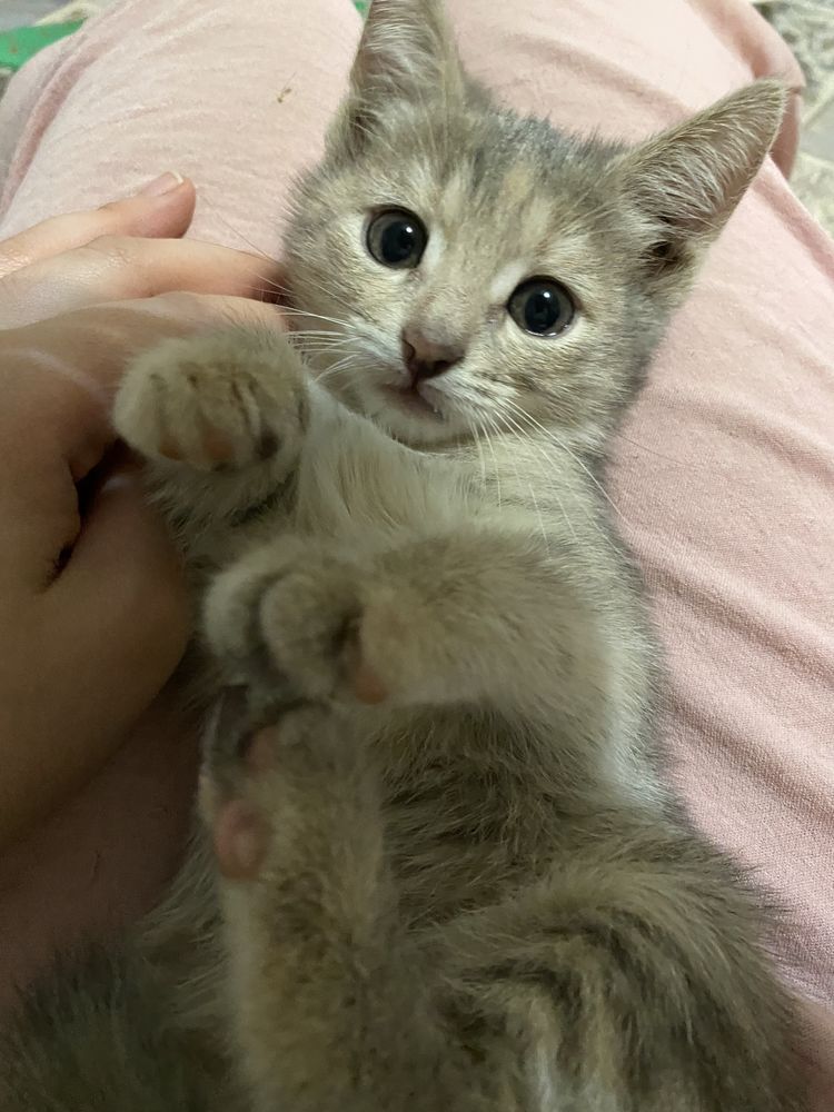 Отдам котят в хорошие руки