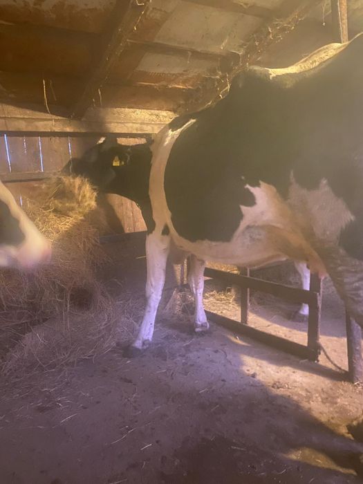 Vând vacă cu lapte