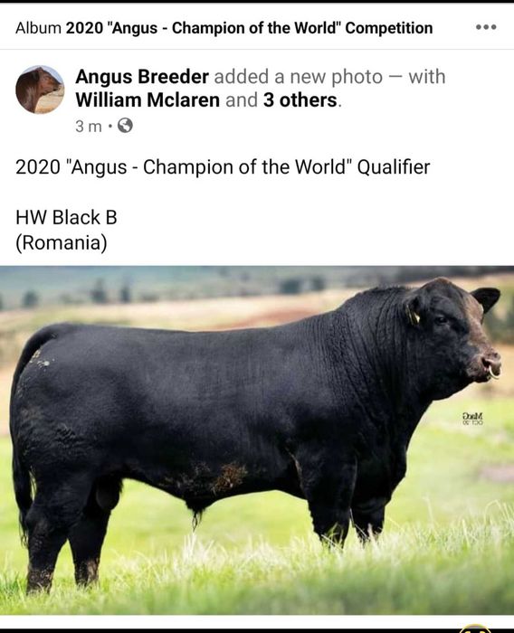 Taurasi Angus de Prasila