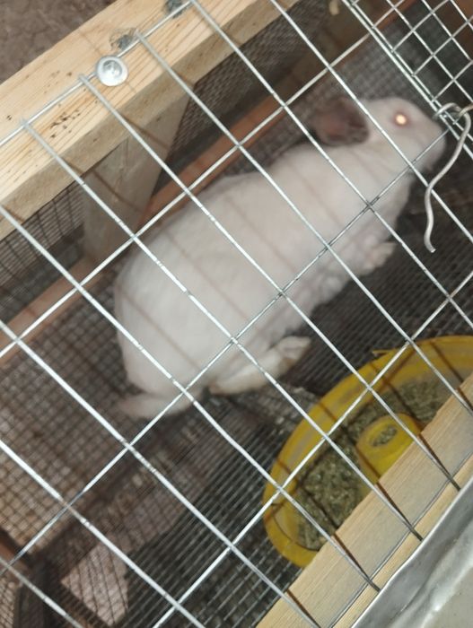 Quyon sotiladi erkak semiz zotka tezz Kaliforniya 250.000 soʻm