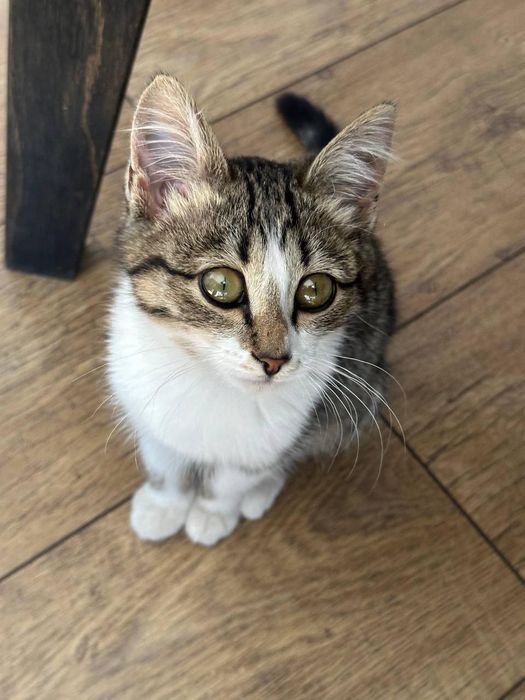 Котенок 5 месяца