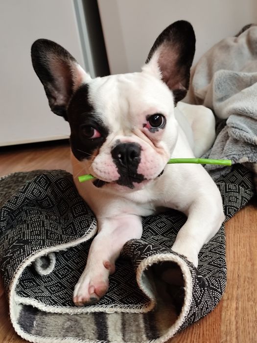 Френски булдог на име Джери