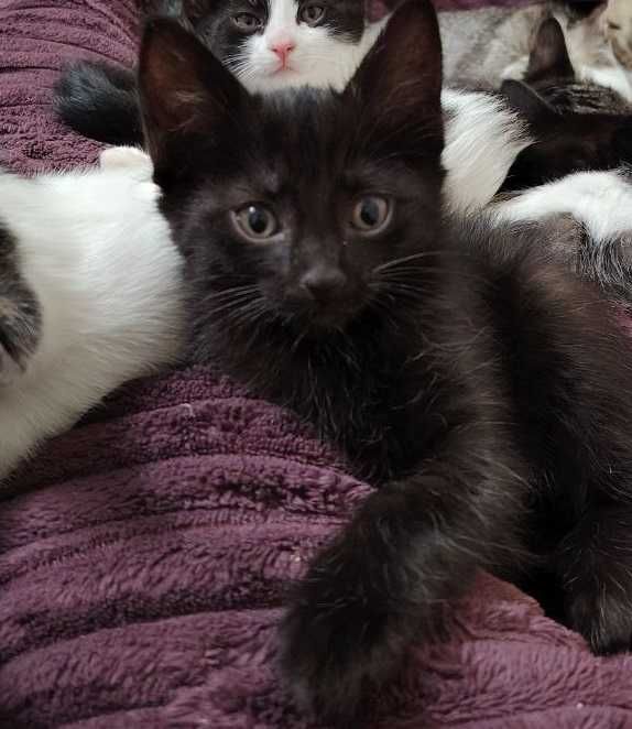 Котята домашние бесплатно в хорошие руки