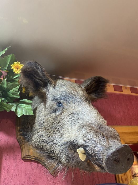 Чучело головы кабана