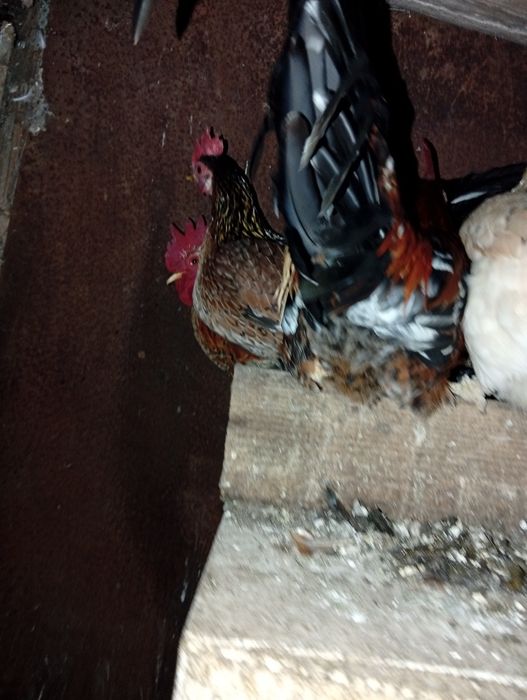 Vând găini și cocosi americani..