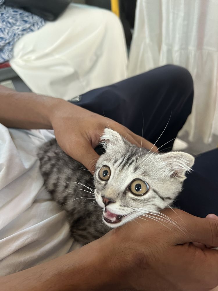 Шотланский весноухо кошка
