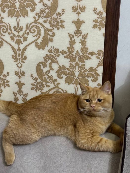 ВЯЗКА! СОТИЛМАЙДИ ( qoshtirish uchun)  British Shorthair