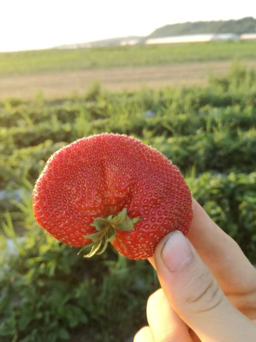 Căpșuni stoloni, PRODUCĂTOR. plantare 1 Martie - 1 Mai.