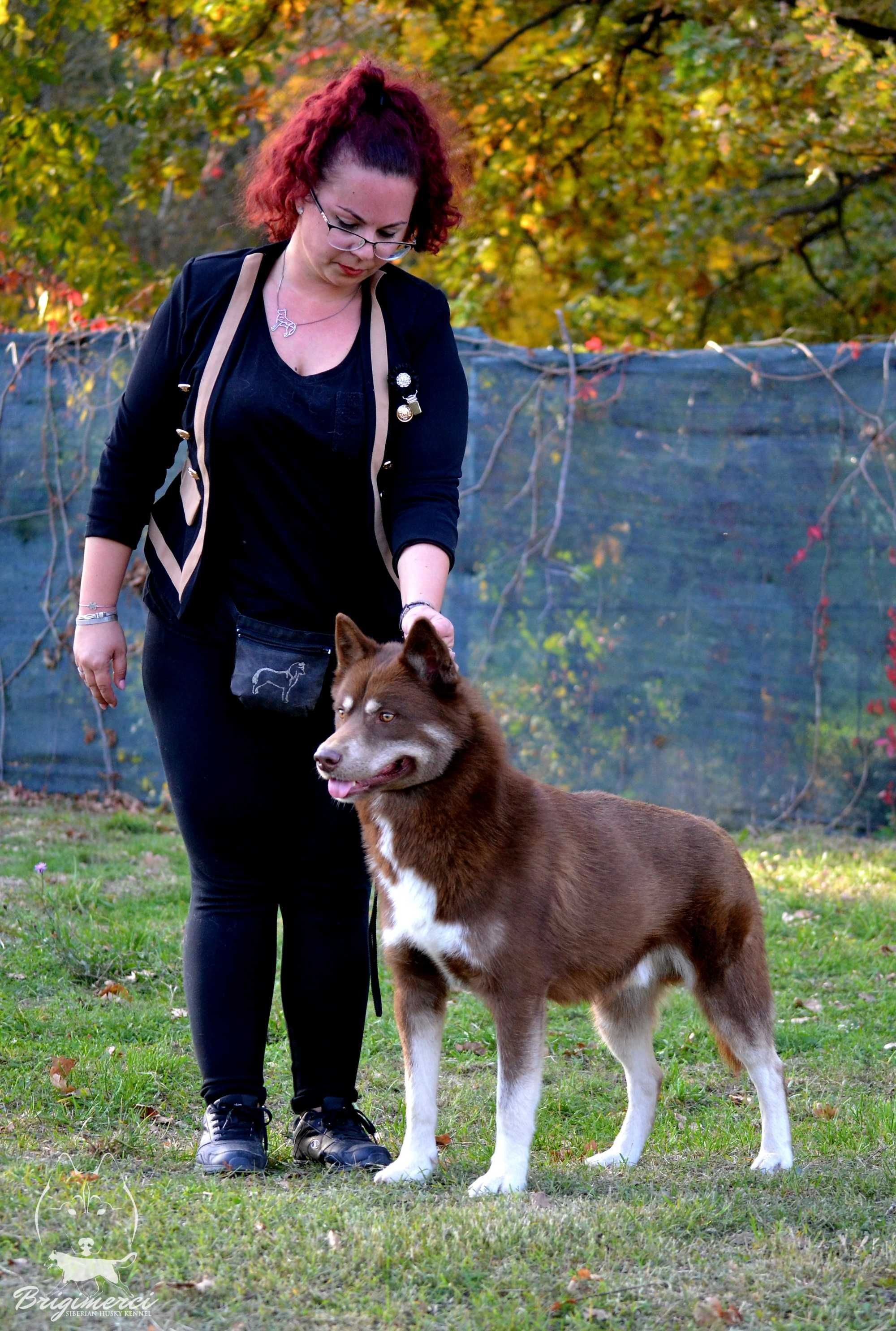 Raritate! Husky Siberian culoare inedita