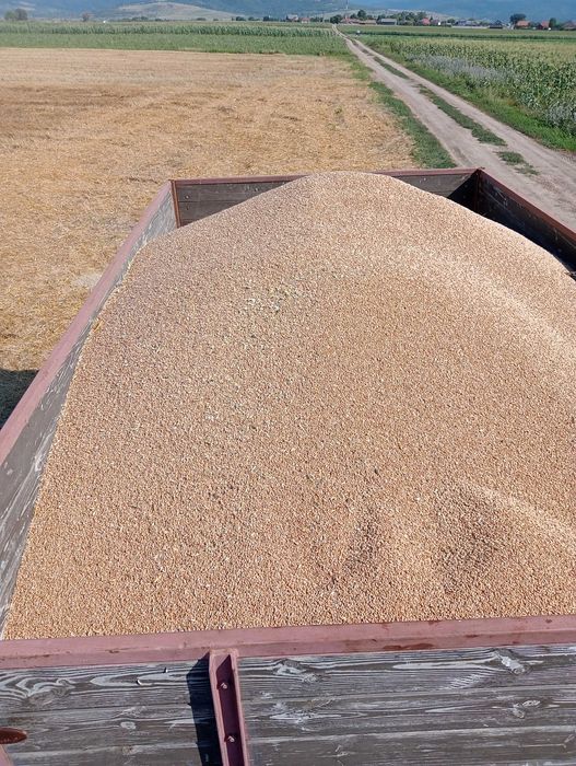 vand grau recolta 2025