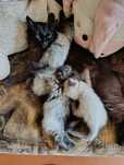 Отдам котят в хорошие руки