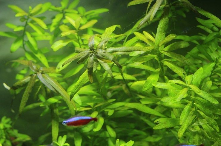 Продам живые растения для аквариума