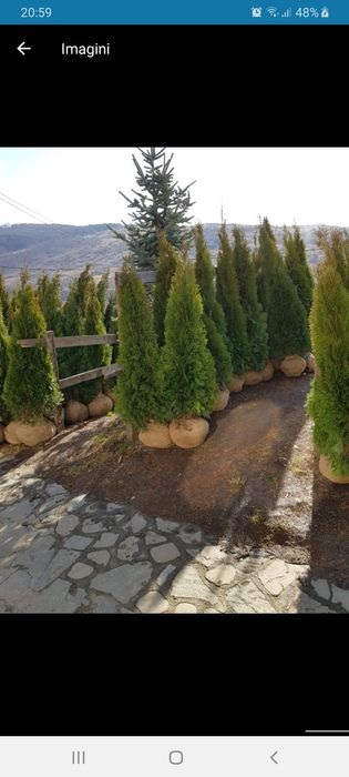 Vând tuia smarald columna braband Lelandy spirale pon pon mesteacăn