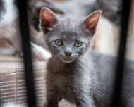 Adoptă iubire cu mustăcioare – 4 pisoiaşi blânzi așteaptă acasă