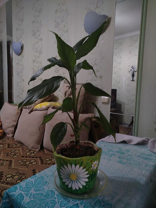 Продаю цветы 80 тыс