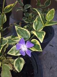 Vinca (saschiu) variegata - planta de exterior perena