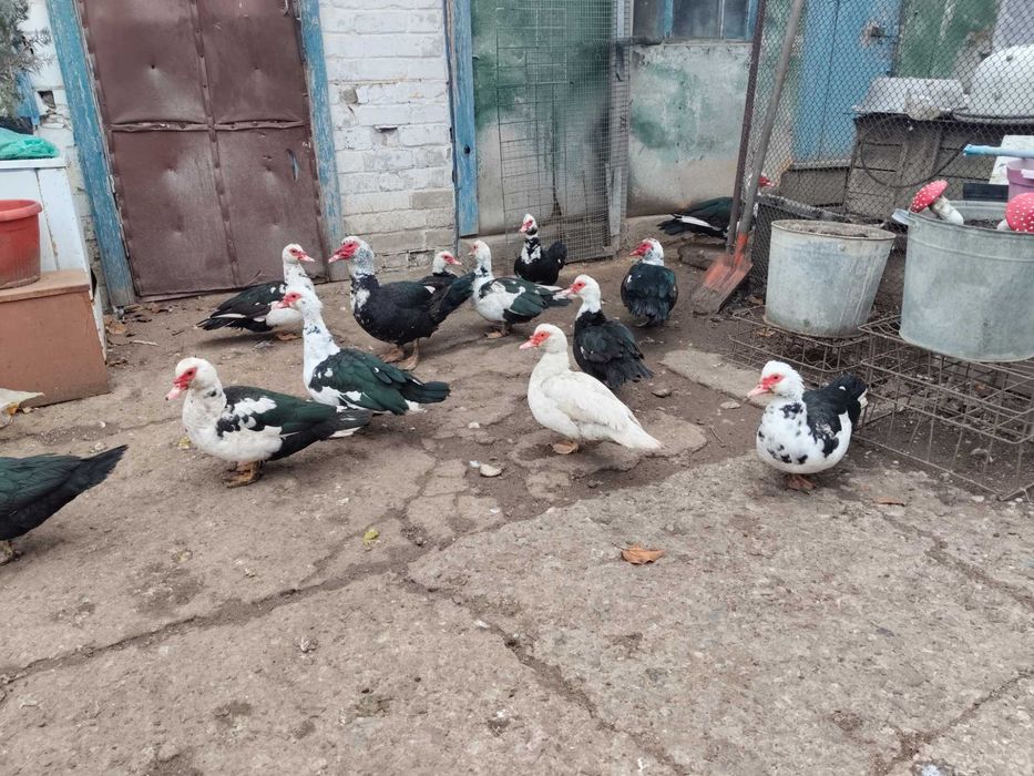 Продам     индоуток