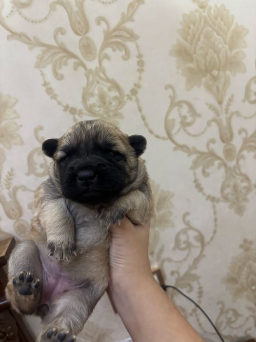 Продаются щенки здоровые 1 месяц