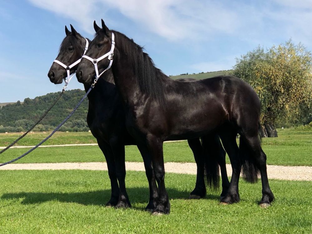 Iepe Friesian pereche Frizian Echitatie trasura calarie