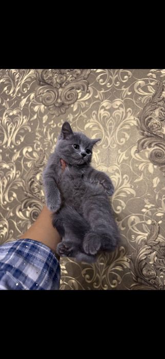 Скотиш страйт зотли